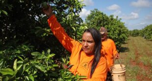 Nova fronteira: citricultura abre oportunidades e muda a vida de trabalhadores em Mato Grosso do Sul