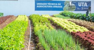 Hortifrutis doados pela Ceasa em MS matam a fome e viram adubo para a comunidade