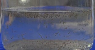 Boletim Epidemiológico: MS registra 8.319 casos confirmados de dengue