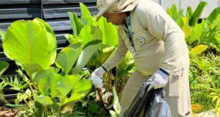 MS registra 10,6 mil casos confirmados de chikungunya neste ano